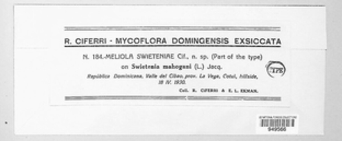 Meliola swieteniae image